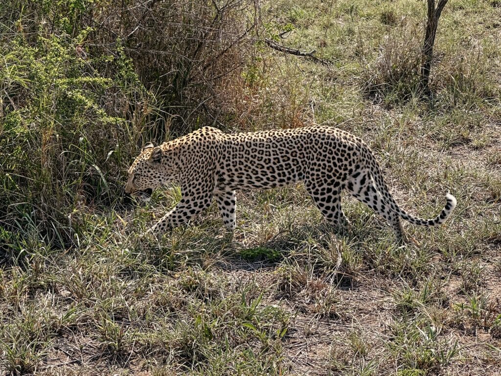 Kruger Nationalpark Game Drive