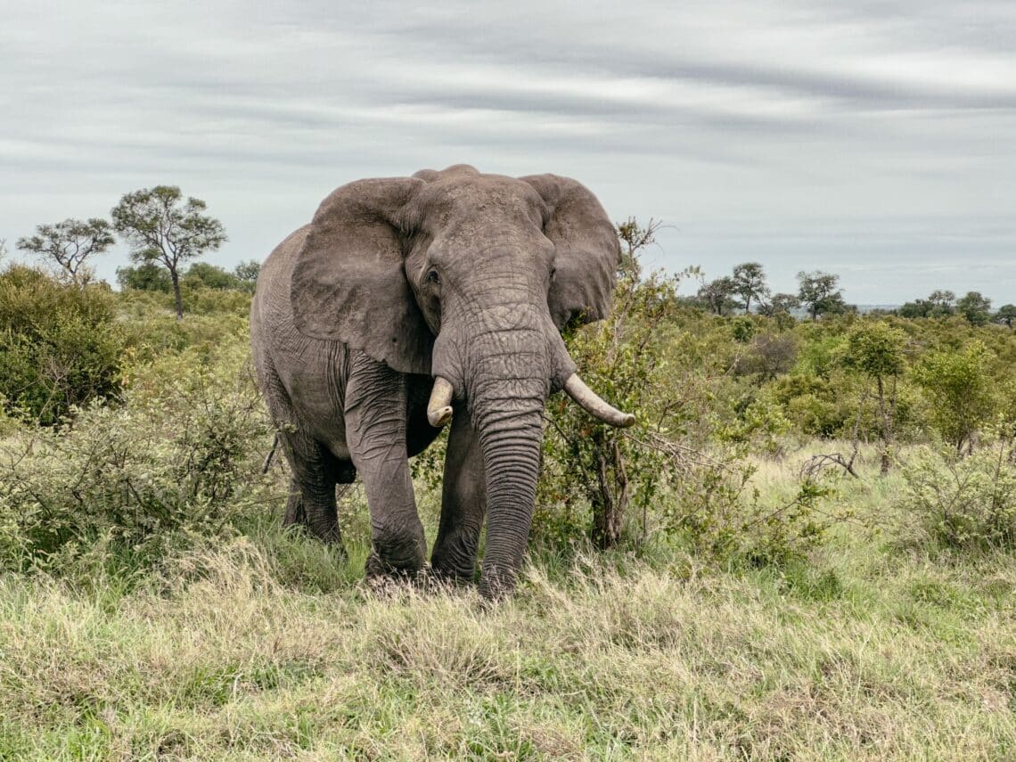 Kruger Nationalpark Selbstfahrer