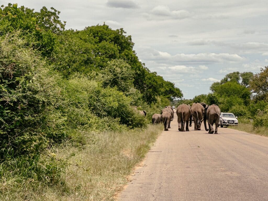 Kruger Nationalpark Selbstfahrer