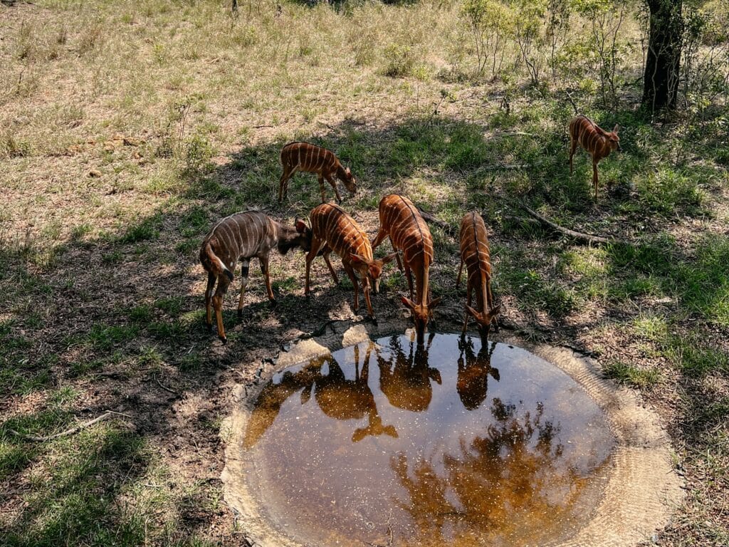 Kruger Nationalpark Game Drive