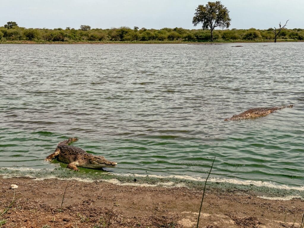Kruger Nationalpark Selbstfahrer