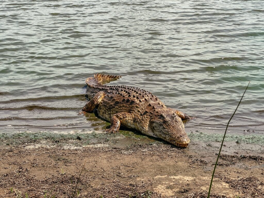 Kruger Nationalpark Selbstfahrer