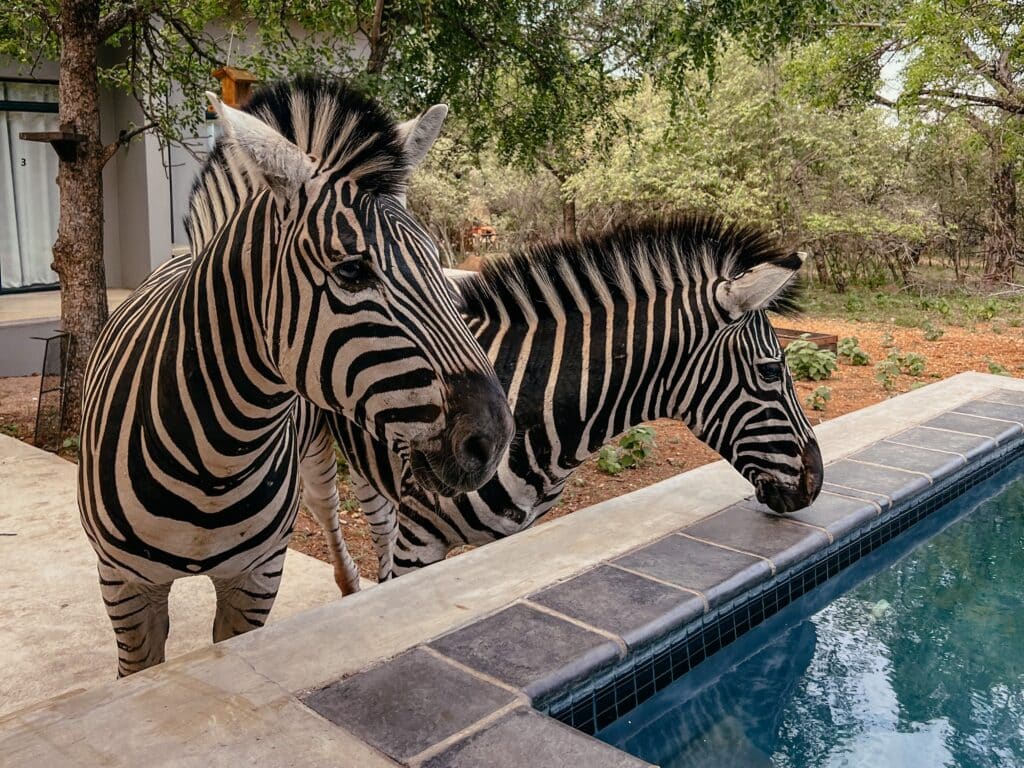 Marloth Park, Kruger Nationalpark, Südafrika