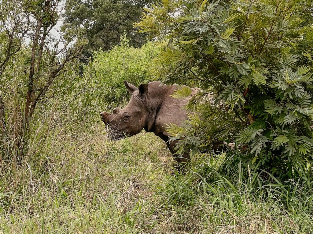 Kruger Nationalpark Südafrika, Selbstfahrer