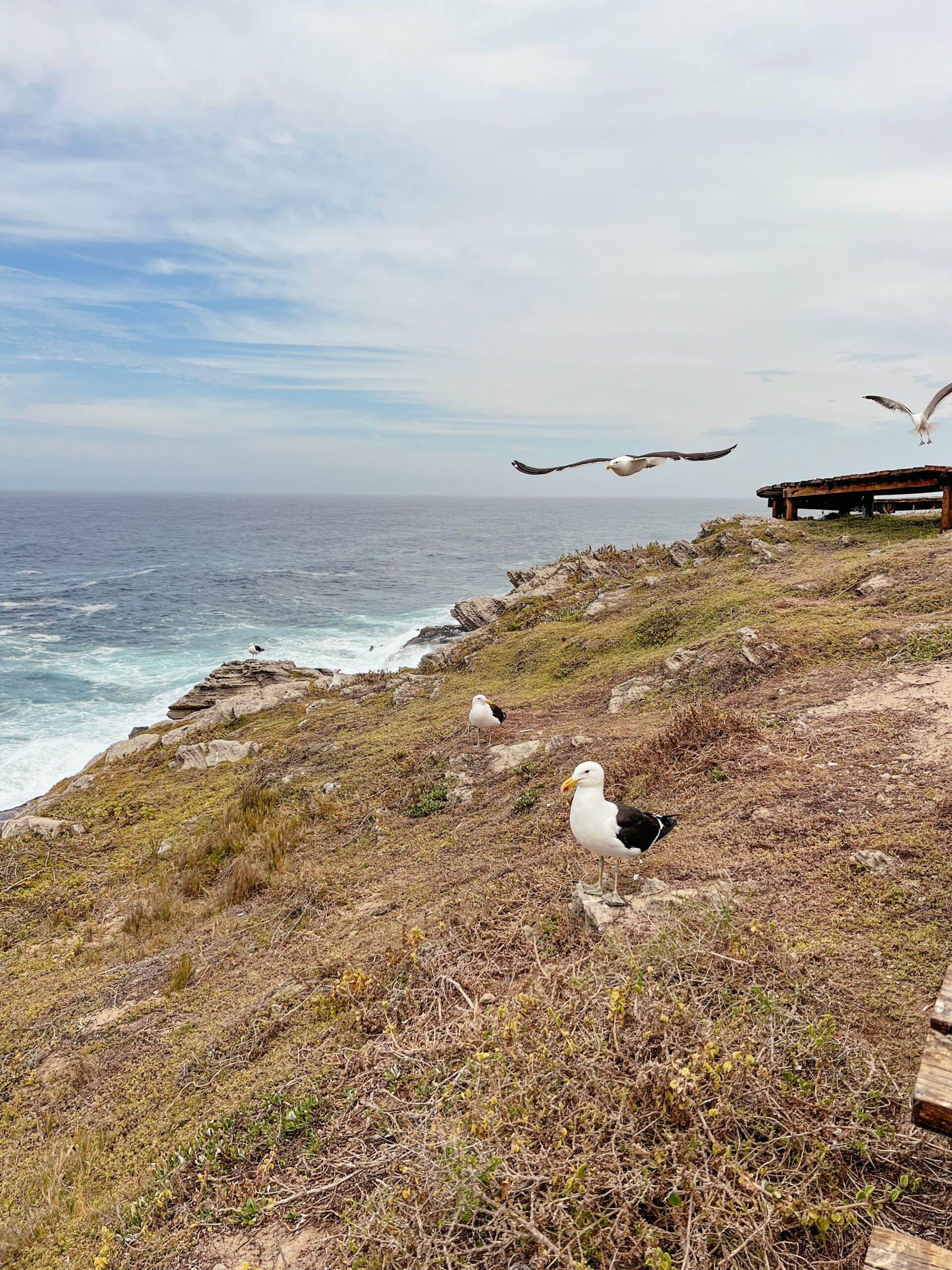 Plettenberg Bay, Robberg Nature Reserve, Südafrika