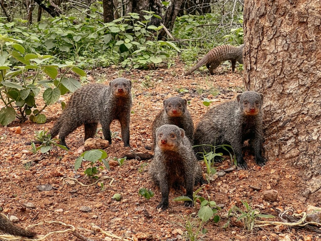 Marloth Park, Kruger Nationalpark, Südafrika