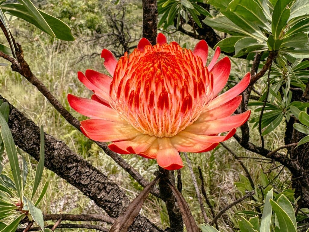 Wandern im Royal Natal Nationalpark, Drakensberge Südafrika