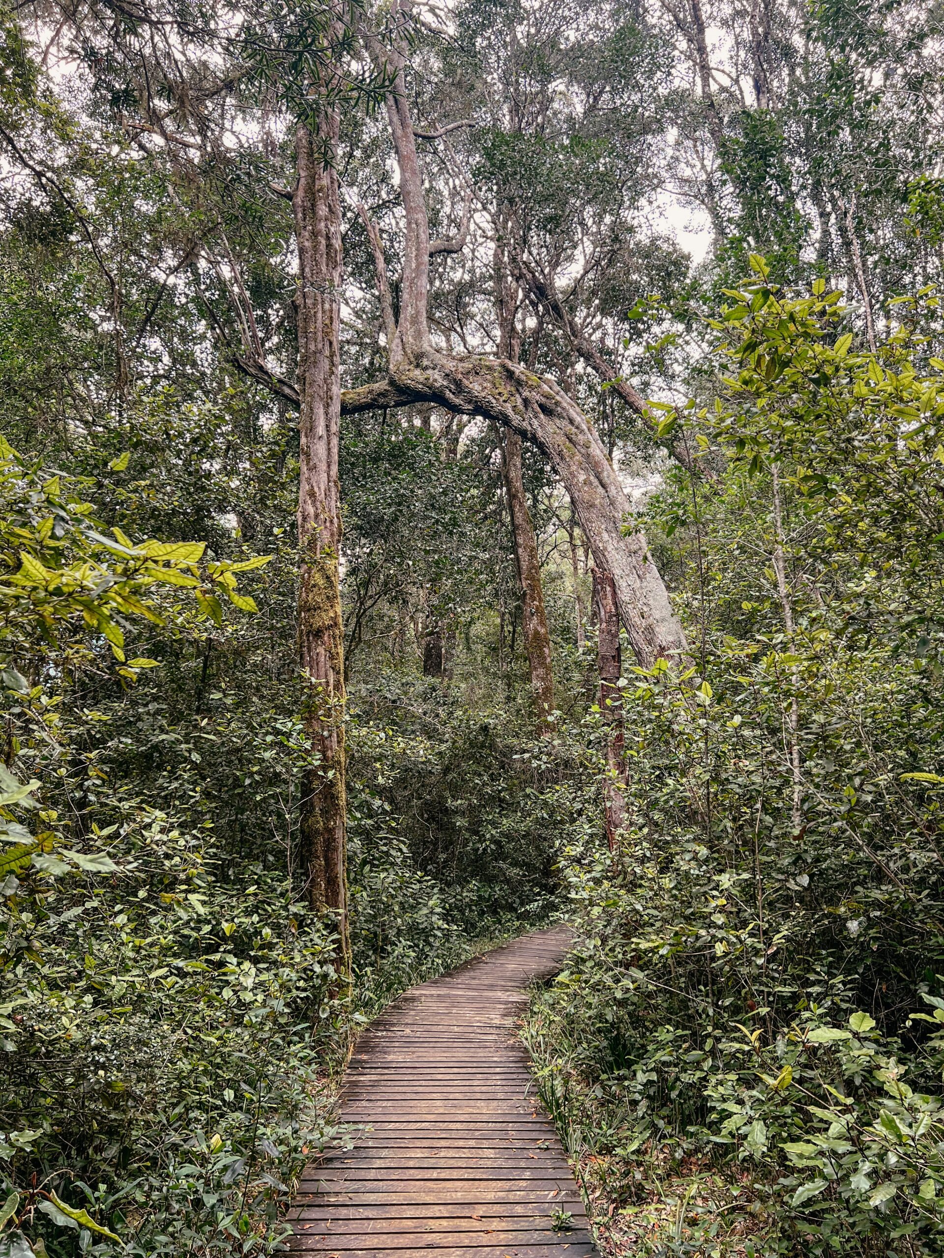 Knysna Forest, Knysna Sehenswürdigkeiten, Garden Route, Südafrika