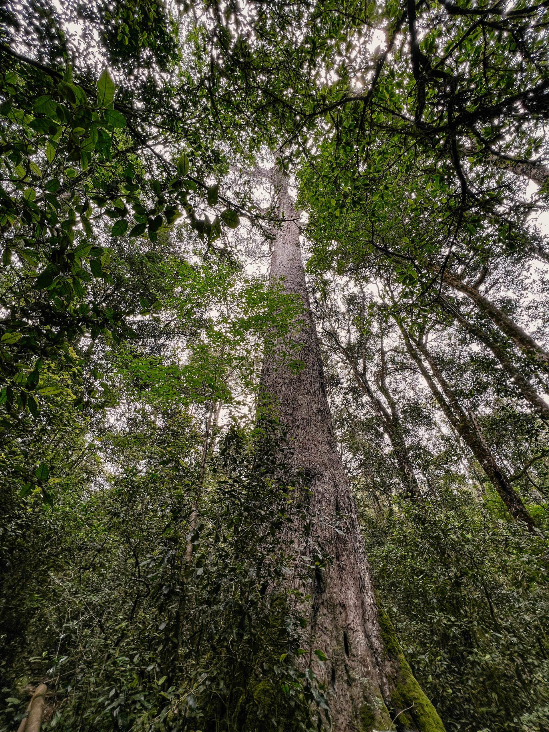 Knysna Forest, Knysna Sehenswürdigkeiten, Garden Route, Südafrika