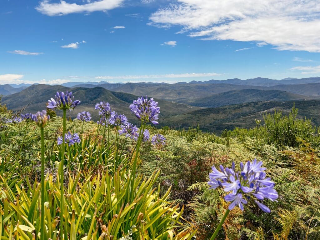 Knysna Forest, Knysna Sehenswürdigkeiten, Garden Route, Südafrika