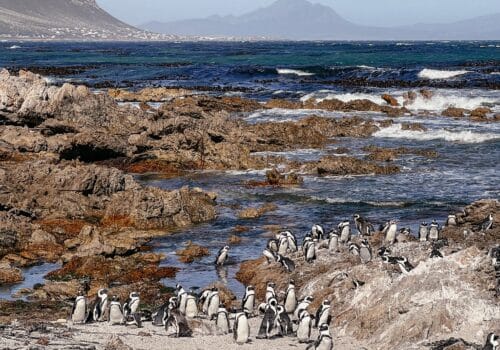 Marine Big 5 Südafrika, Pinguine, Bettys Bay