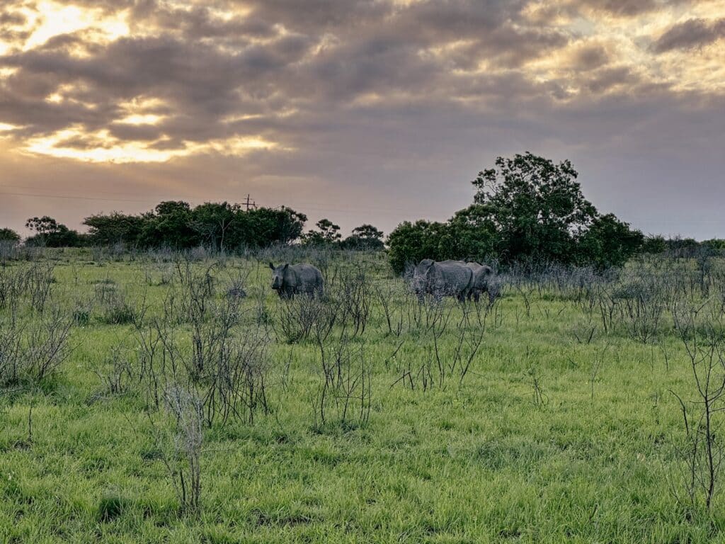 Makhasa Game Lodge, Safari, Südafrika