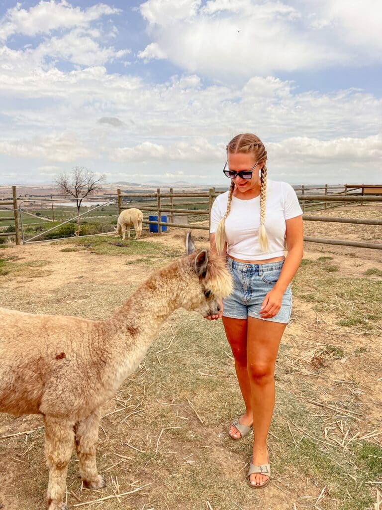 Alpaca Loom Cafe, Paarl, Weinregion Südafrika