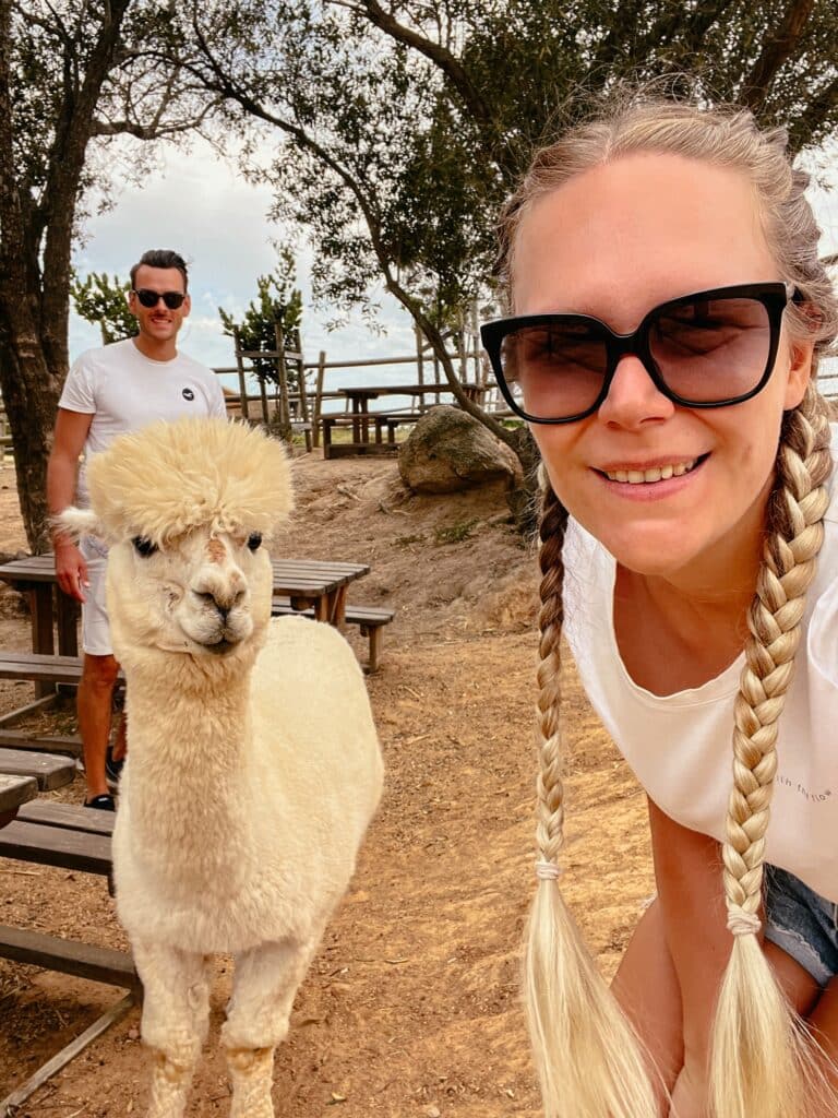 Alpaca Loom Cafe, Paarl, Weinregion Südafrika