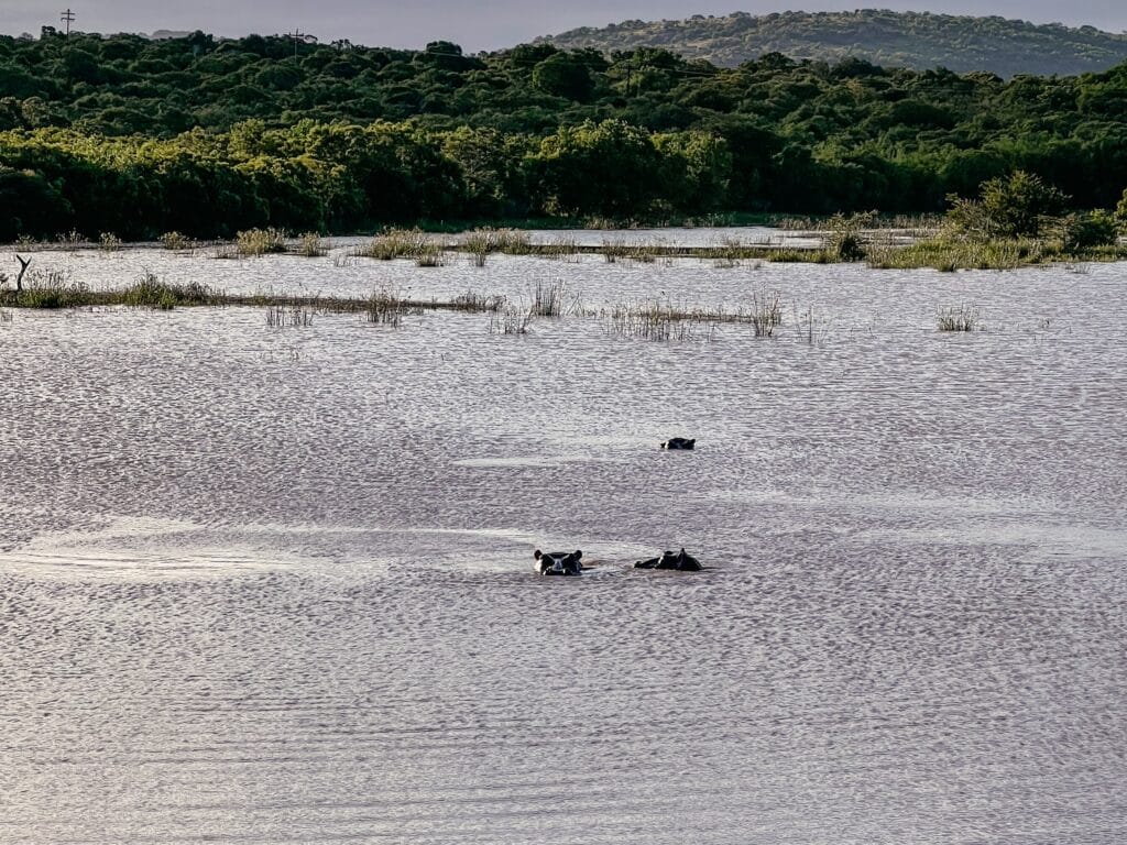 Makhasa Game Lodge, Safari, Südafrika