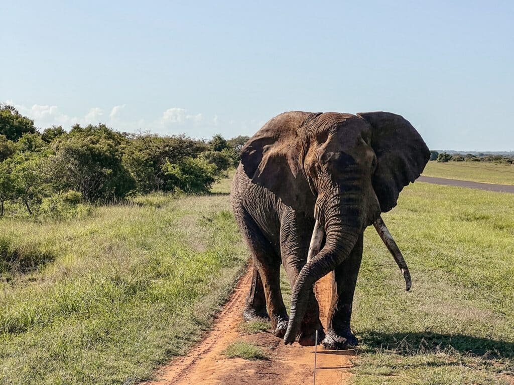 Makhasa Game Lodge, Safari, Südafrika
