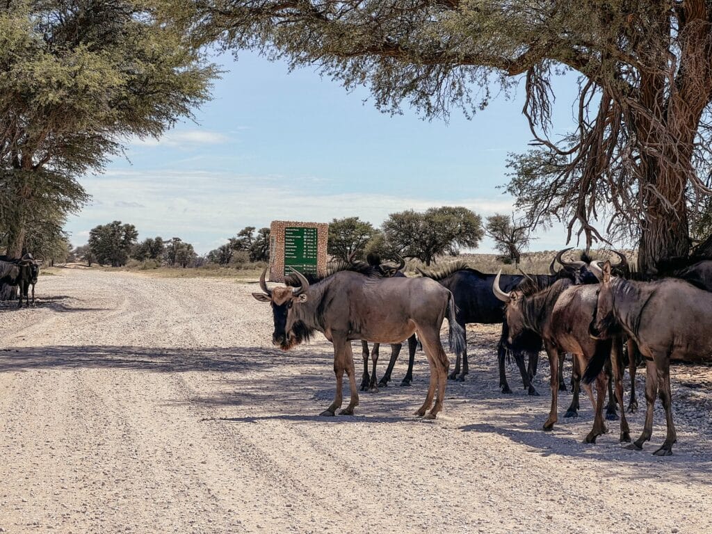 !Xaus Lodge, Kalahari, Kgalagadi Transfrontier Nationalpark, Südafrika