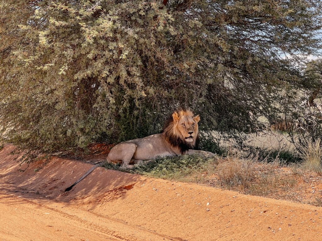!Xaus Lodge, Kalahari, Kgalagadi Transfrontier Nationalpark, Südafrika