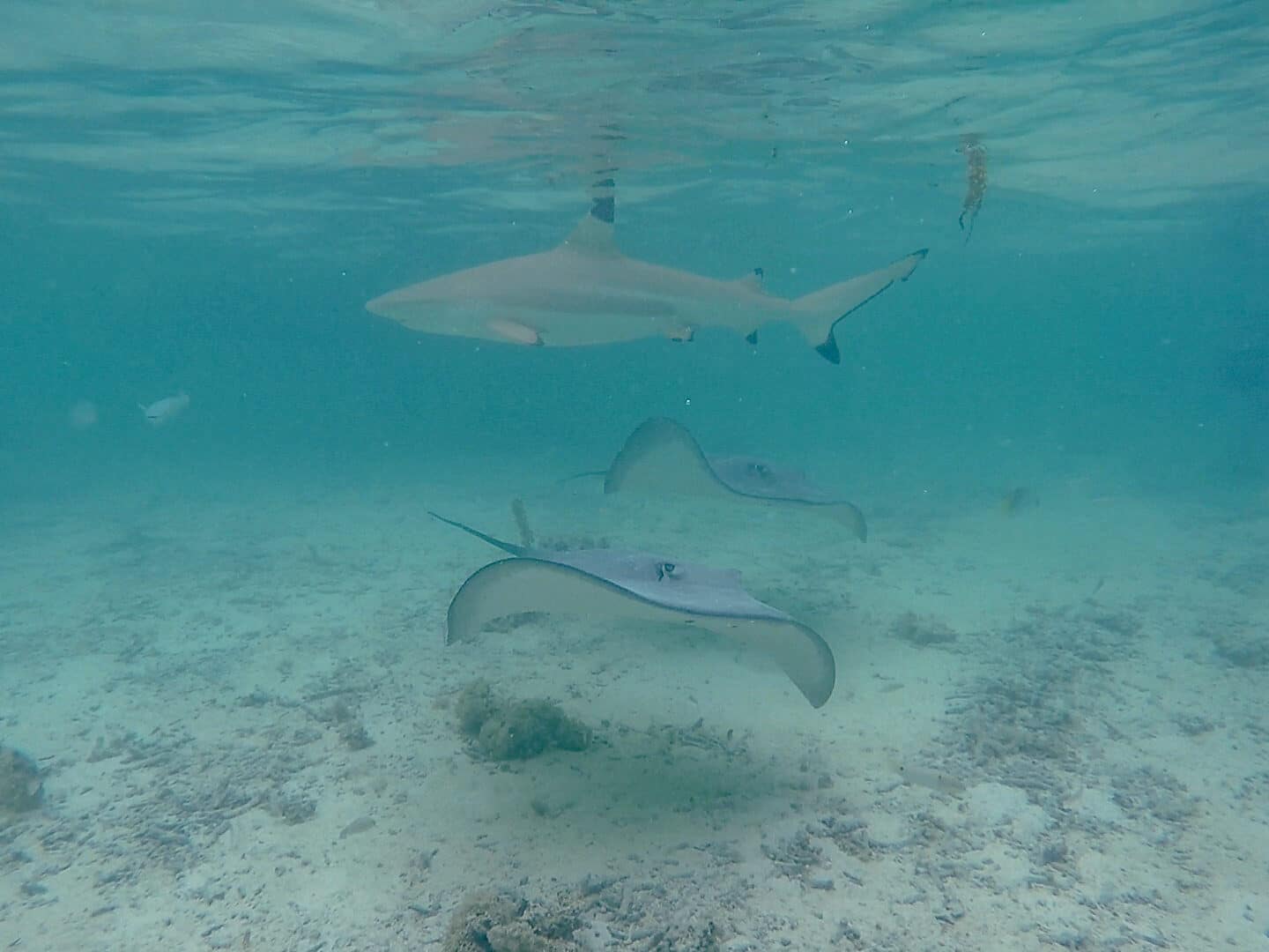 Moorea Sehenswürdigkeiten, Französisch Polynesien