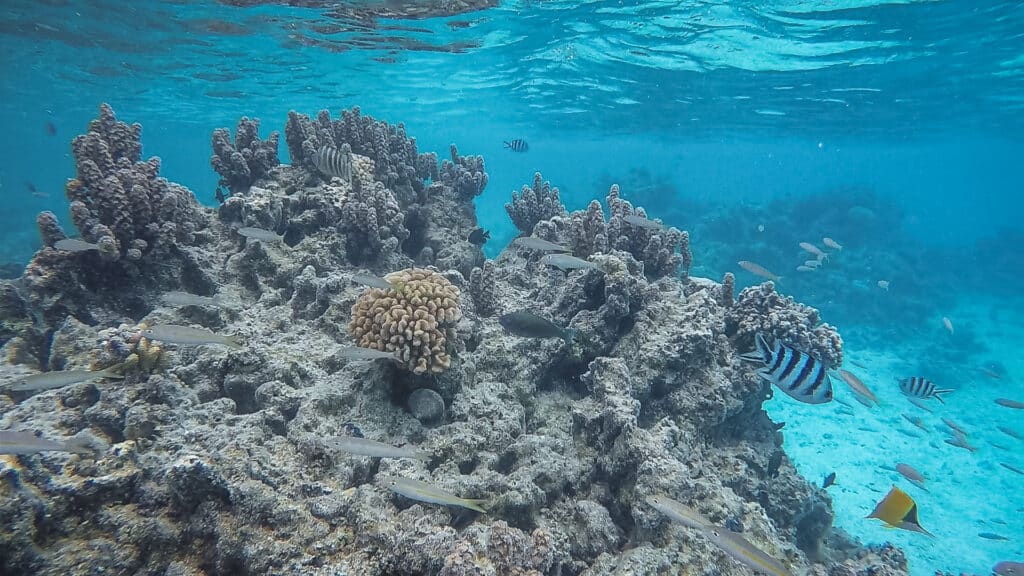 Rangiroa Sehenswürdigkeiten Französisch Polynesien