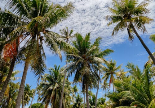 Tikehau Sehenswürdigkeiten, Französisch Polynesien