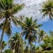 Tikehau Sehenswürdigkeiten, Französisch Polynesien