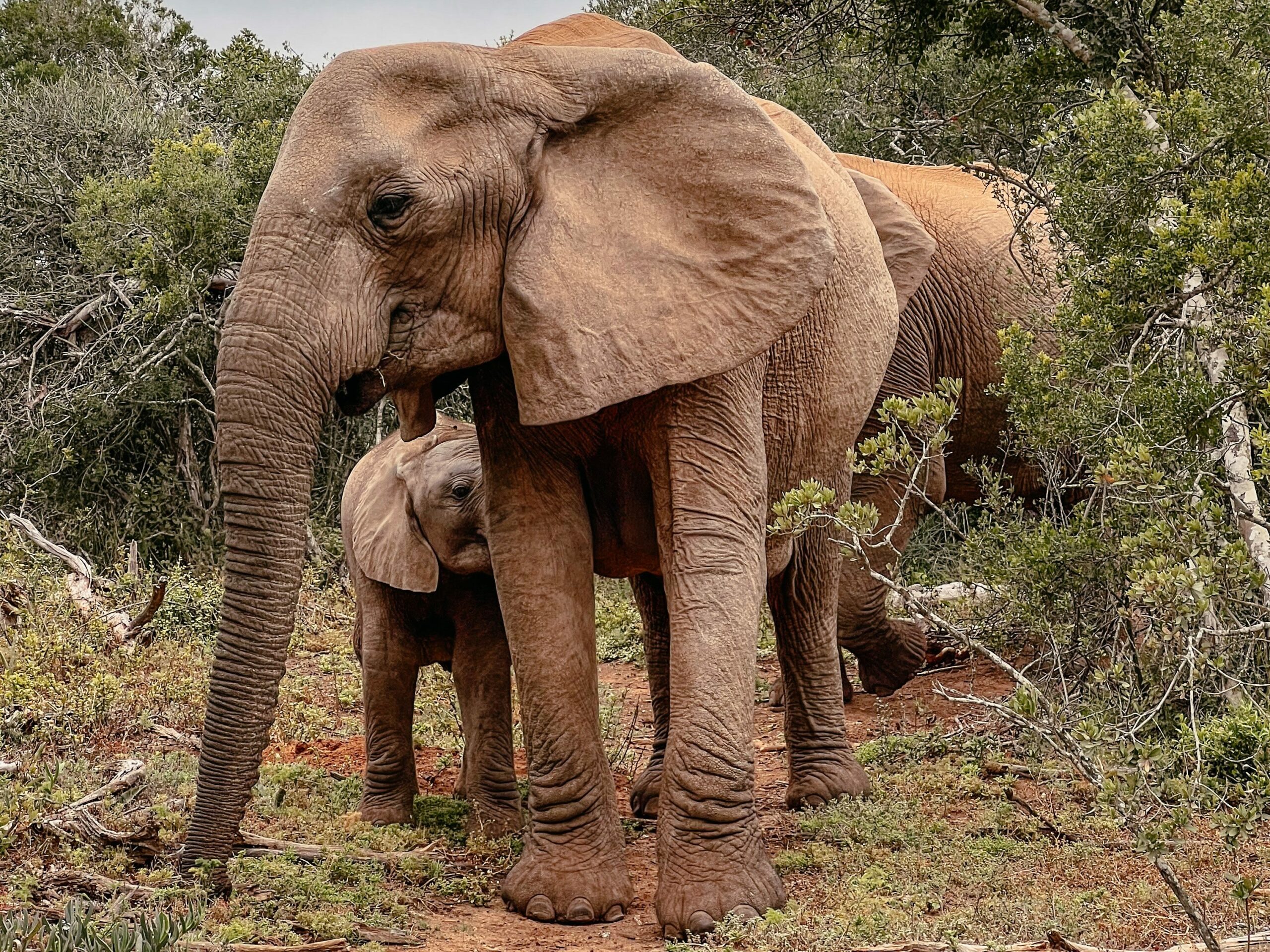 Addo Nationalpark, Südafrika