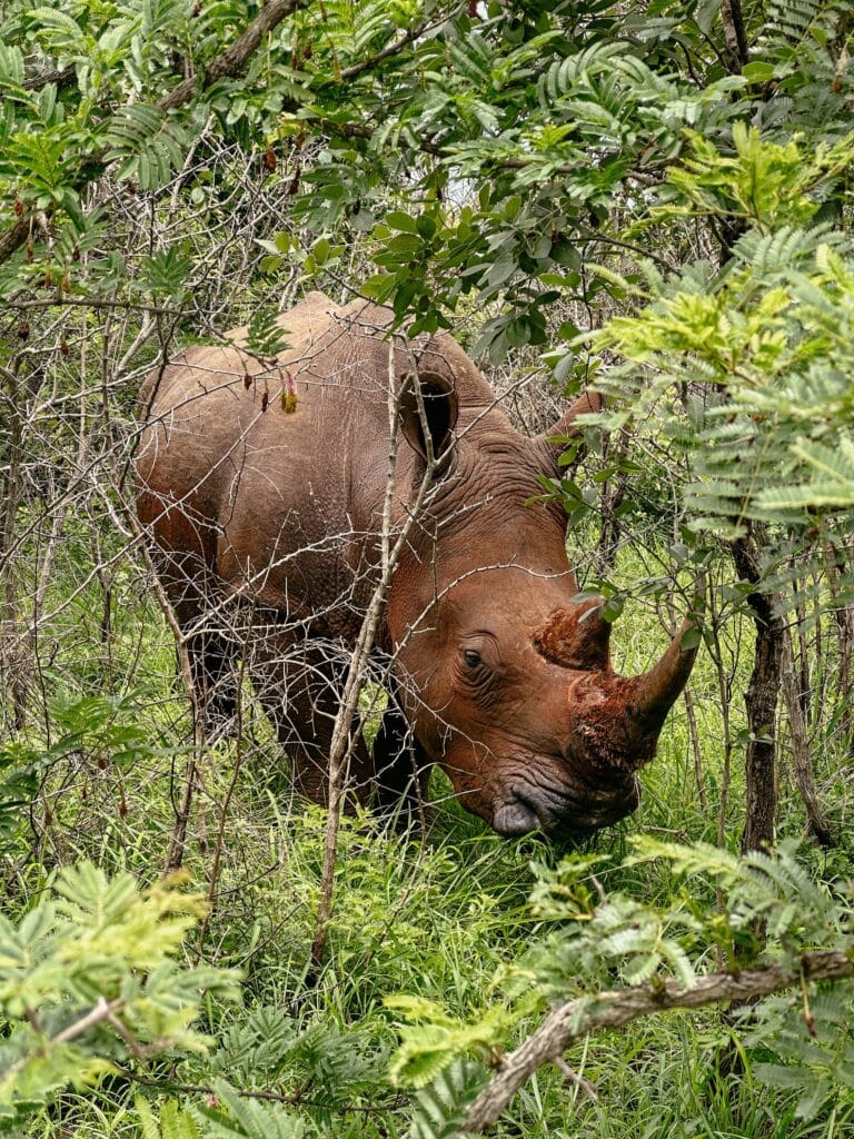 Südafrika Nationalparks