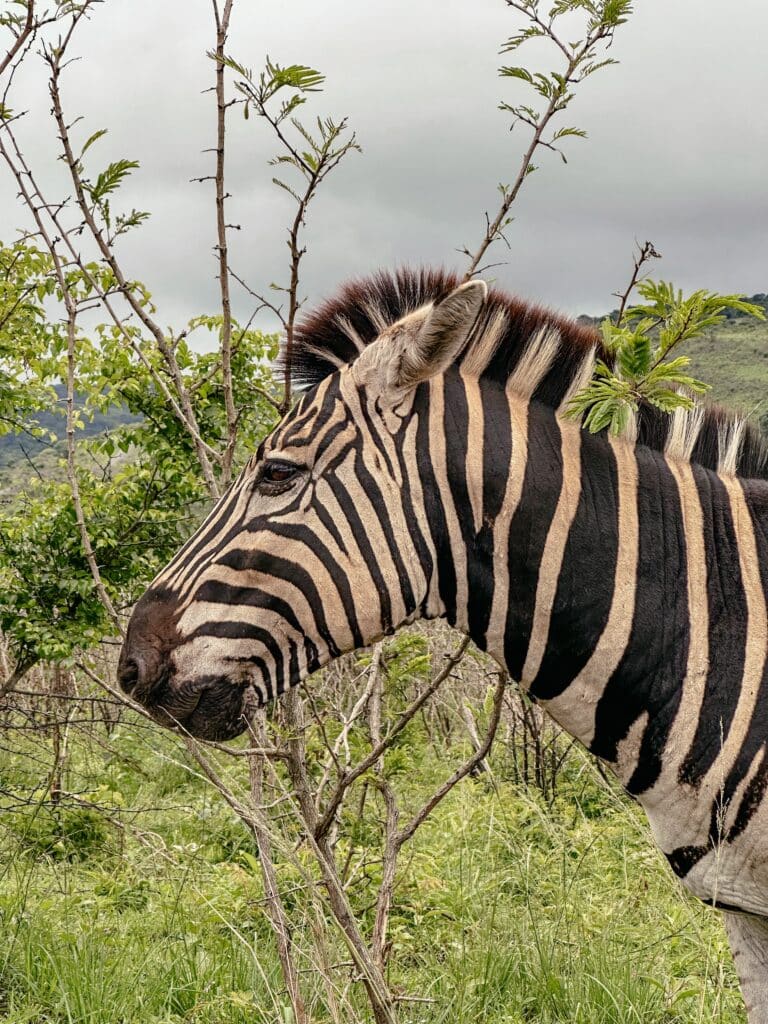 Südafrika Nationalparks