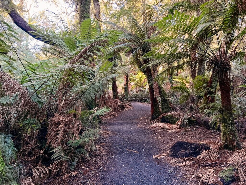 Maits Rest Rainforest, Great Ocean Road, Australien