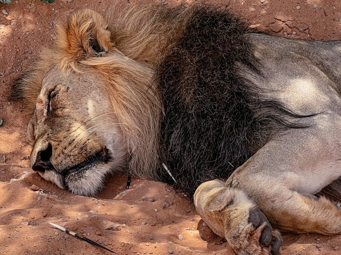 Nationalparks Südafrika, Kgalagadi Transfrontier, Kalahari