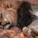 Nationalparks Südafrika, Kgalagadi Transfrontier, Kalahari
