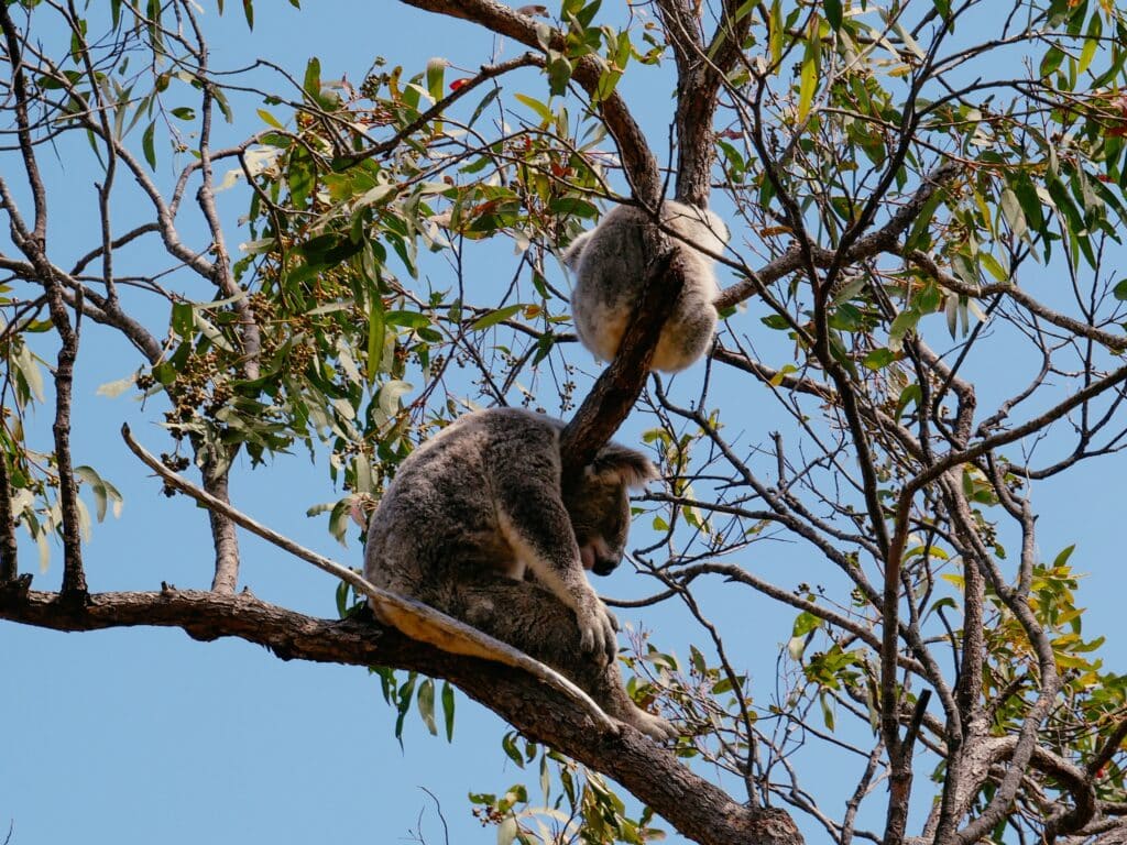 Kennet River, Koala Walk, Great Ocean Road, Australien