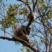 Kennet River, Koala Walk, Great Ocean Road, Australien
