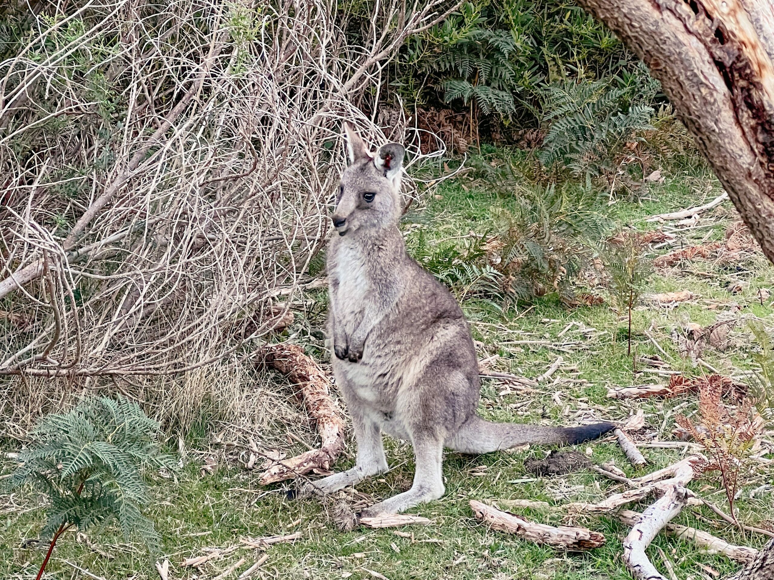 Wilsons Promontory Nationalpark, Australien