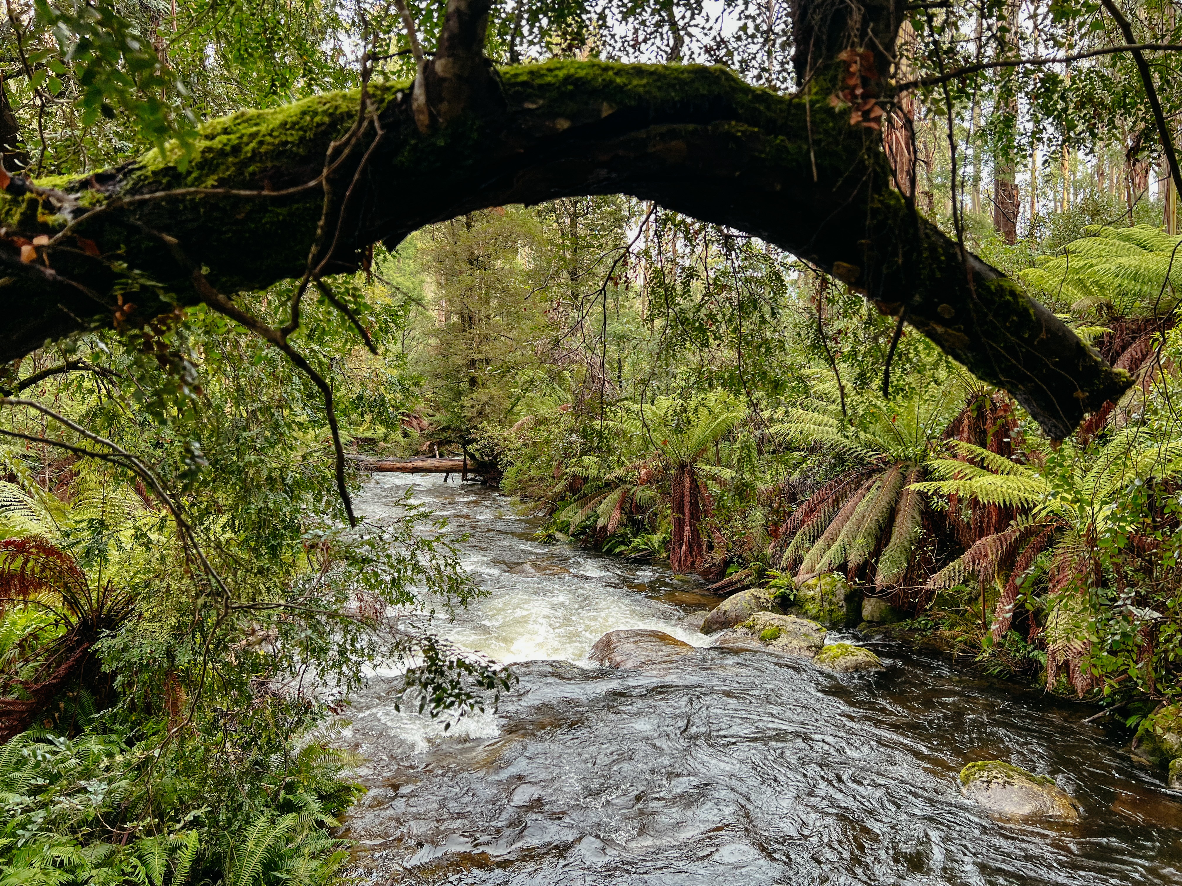 Yarra Ranges National Park, Australien
