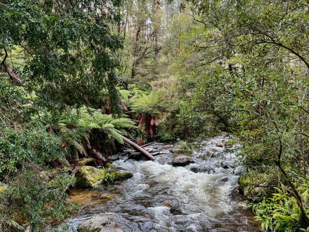Yarra Ranges National Park, Australien