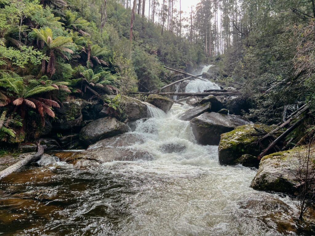 Yarra Ranges National Park, Australien