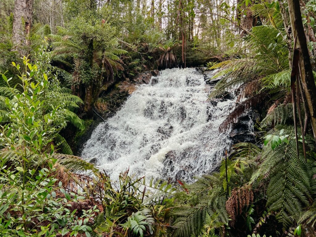 Yarra Ranges National Park, Australien
