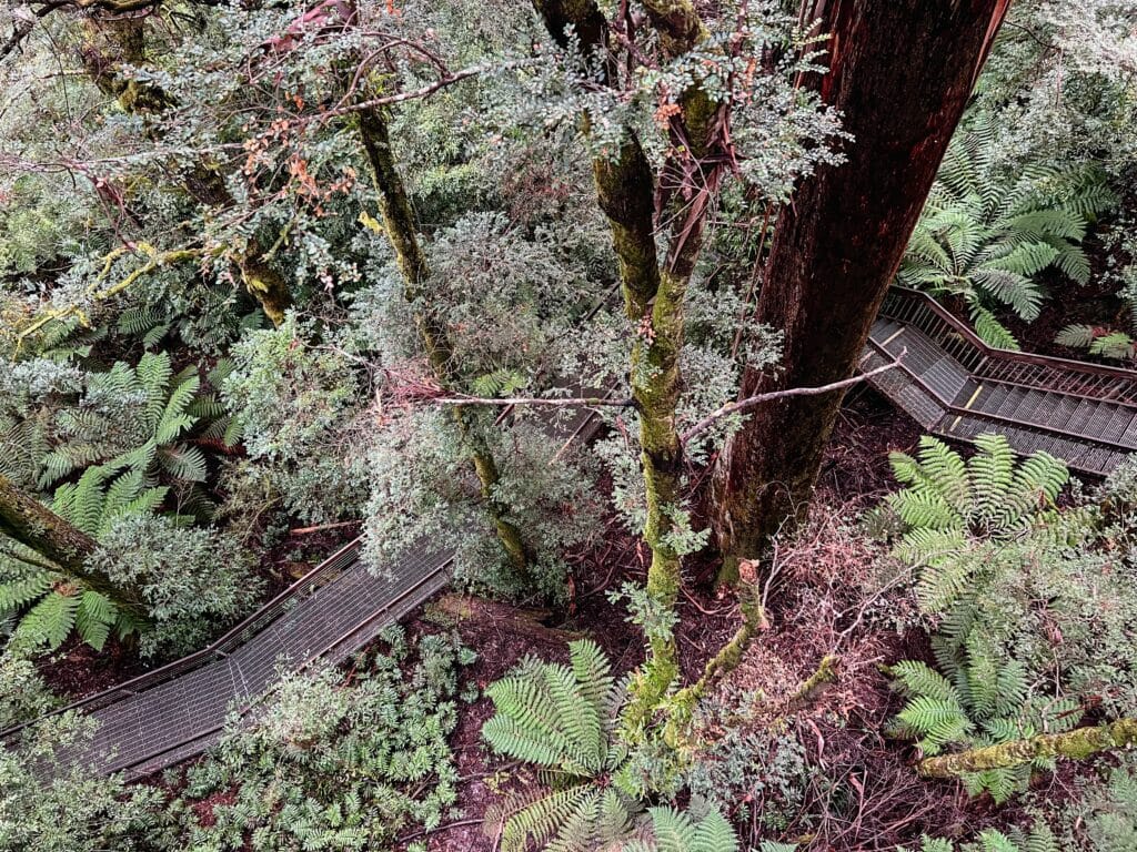 Yarra Ranges National Park, Australien