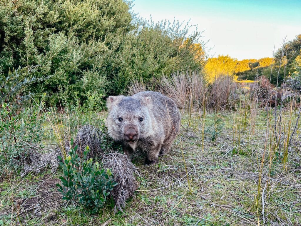 Wombat in Australien, Wilsons Promontory Nationalpark, Australien
