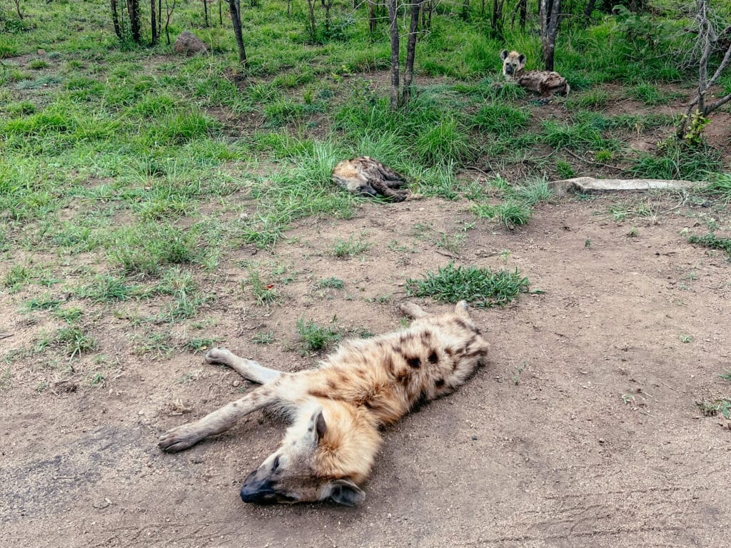 Kruger Nationalpark Selbstfahrer - Südafrika