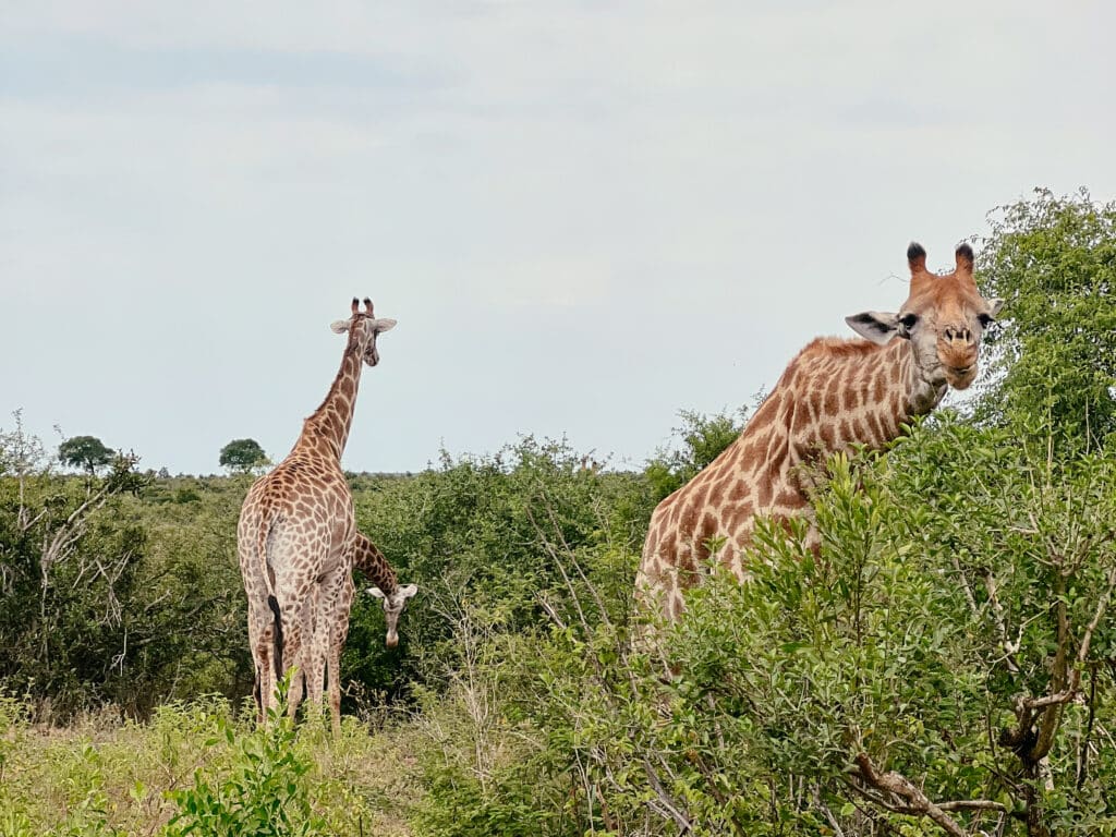 Kruger Nationalpark Selbstfahrer, Südafrika