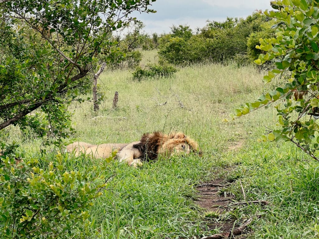 Kruger Nationalpark Selbstfahrer - S28 Südafrika