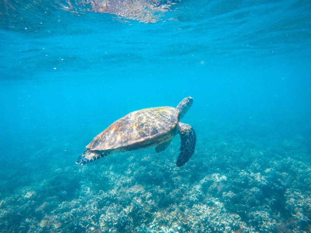 Great Keppel Island, Yeppoon, Australien Ostküste Sehenswürdigkeiten