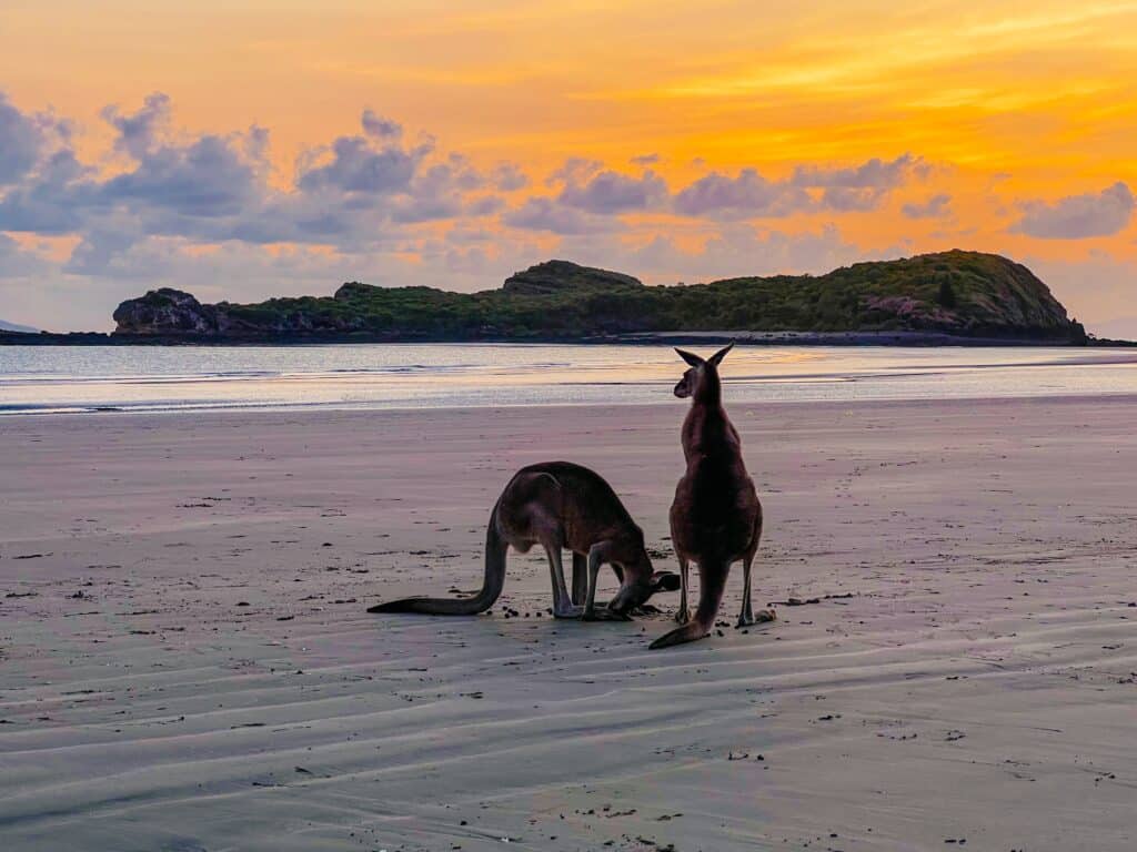 Roadtrip Ostküste Australien