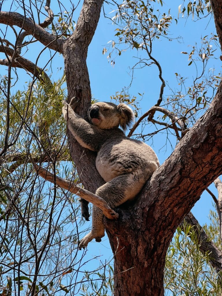 Roadtrip Ostküste Australien