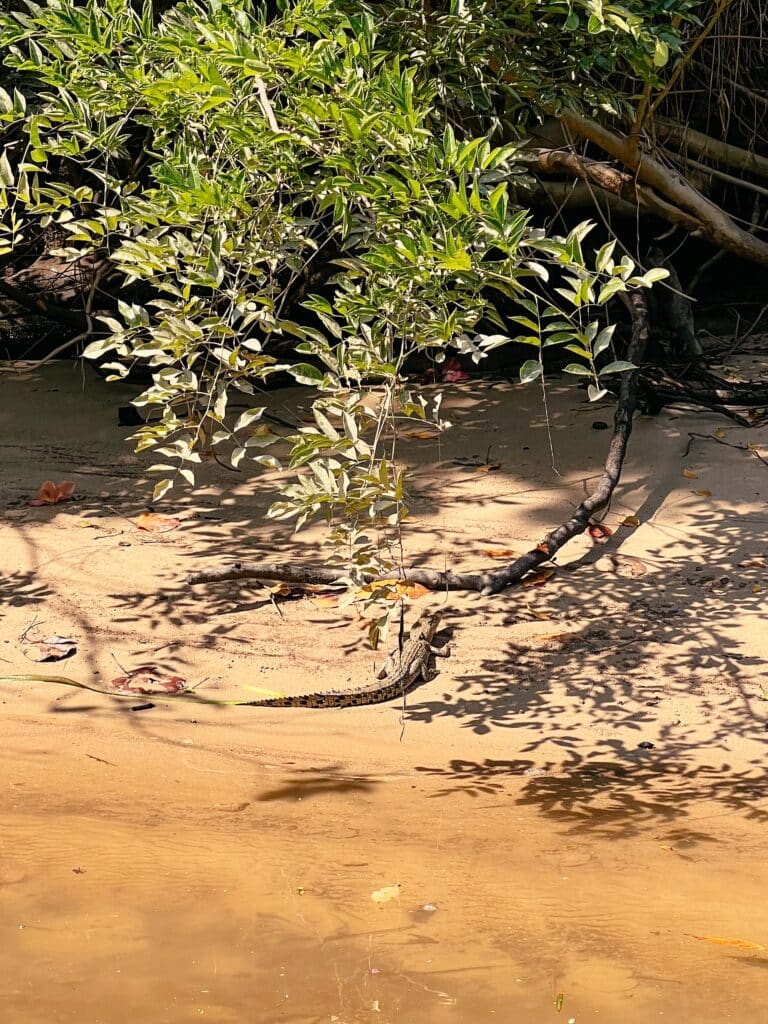 Daintree Rainforest, Cape Tribulation, Ostküste Sehenswürdigkeiten, Australien
