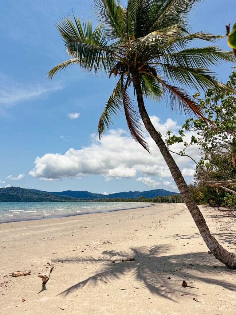 Daintree Rainforest, Cape Tribulation, Ostküste Sehenswürdigkeiten