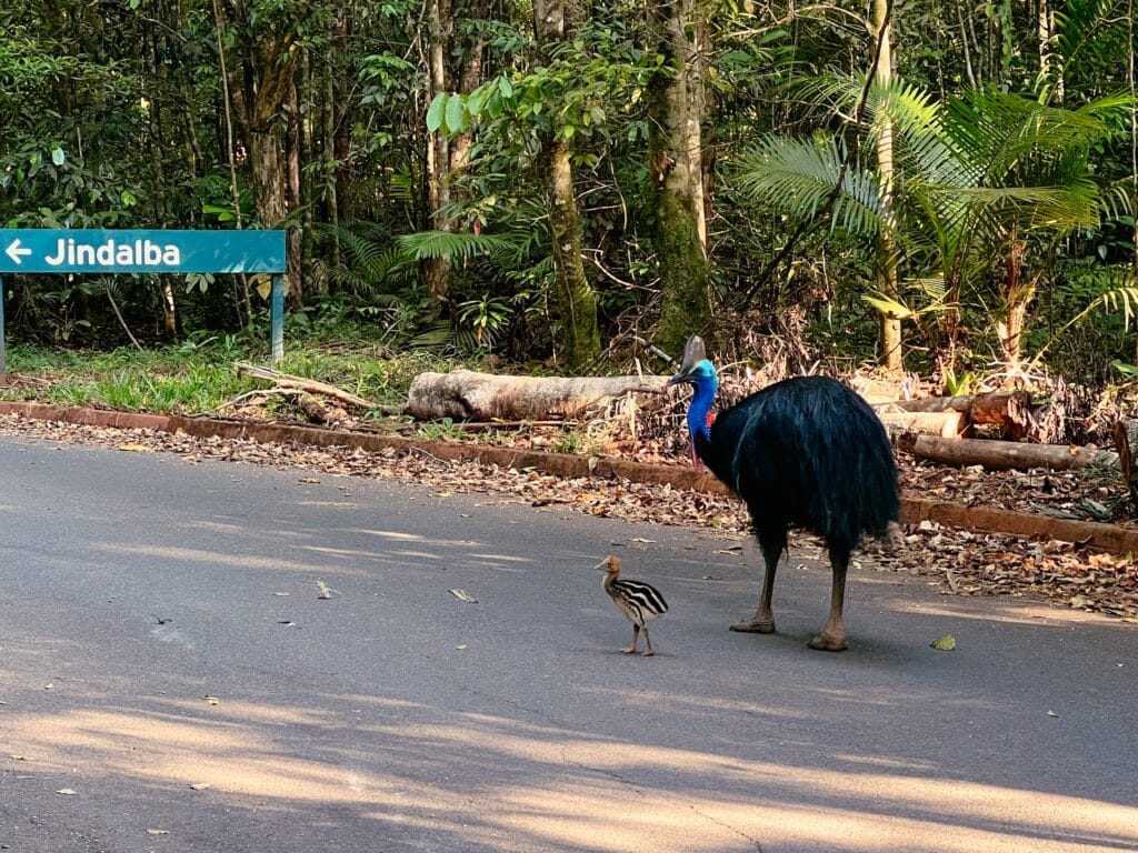 Kasuar im Daintree Rainforest, Ostküste Australien